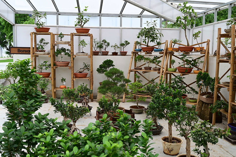 Ekta Nursery and Tribal Market